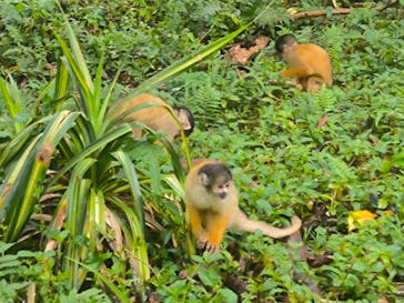 石垣やいま村に投稿された画像（2025/6/5）