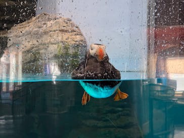 アクアワールド茨城県大洗水族館に投稿された画像（2025/6/5）