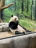 恩賜上野動物園に投稿された画像（2025/6/5）