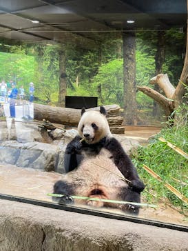 恩賜上野動物園に投稿された画像（2025/6/5）