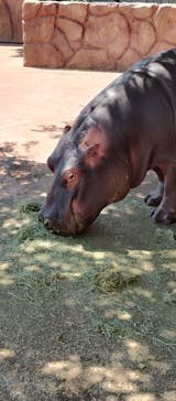 東武動物公園に投稿された画像（2025/6/5）