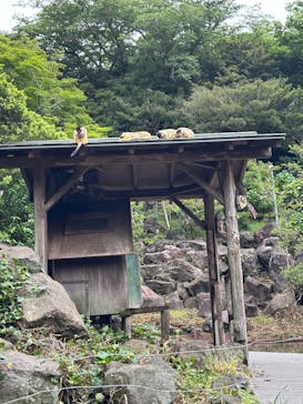 伊豆シャボテン動物公園に投稿された画像（2025/6/5）