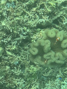 川平マリンサービスに投稿された画像（2025/6/5）