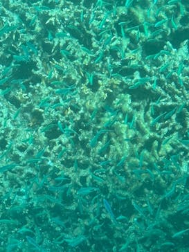 川平マリンサービスに投稿された画像（2025/6/5）