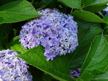 名古屋市東山動植物園に投稿された画像（2025/6/5）