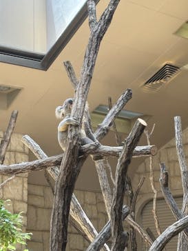 名古屋市東山動植物園に投稿された画像（2025/6/5）