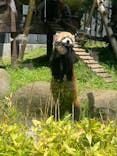 恩賜上野動物園に投稿された画像（2025/6/5）
