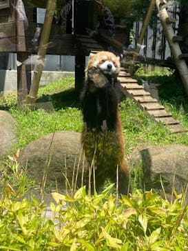 恩賜上野動物園に投稿された画像（2025/6/5）