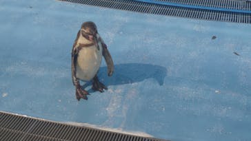 こども動物自然公園（埼玉県公園緑地協会）に投稿された画像（2025/6/5）