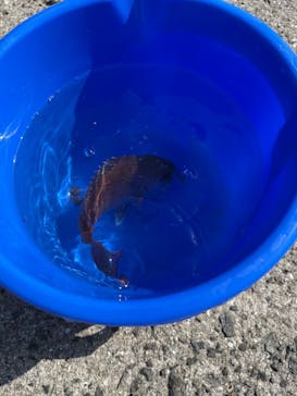 せとうち旅物語に投稿された画像（2025/6/5）