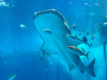 沖縄美ら海水族館に投稿された画像（2025/6/5）