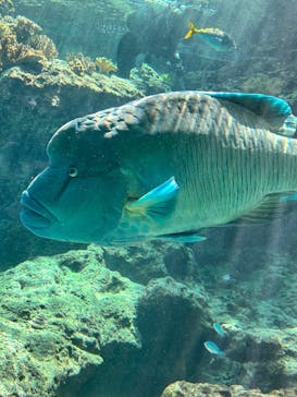 沖縄美ら海水族館に投稿された画像（2025/6/5）