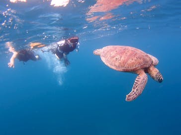 マリンショップ石垣島笑顔向上請負所に投稿された画像（2025/6/5）