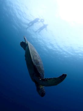 マリンショップ石垣島笑顔向上請負所に投稿された画像（2025/6/5）