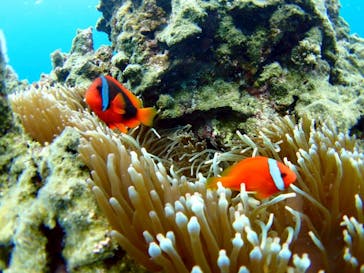 マリンショップ石垣島笑顔向上請負所に投稿された画像（2025/6/5）