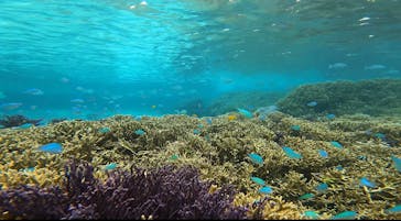 OCEAN LIFE 宮古島に投稿された画像（2025/6/5）