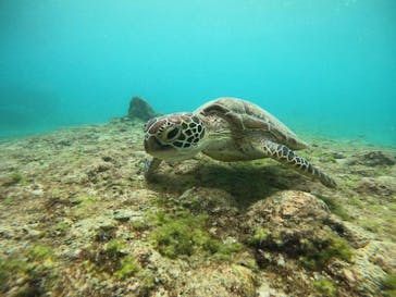 OCEAN LIFE 宮古島に投稿された画像（2025/6/5）