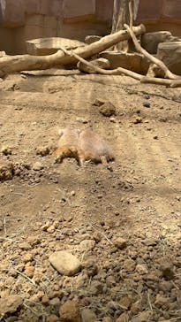 那須どうぶつ王国に投稿された画像（2025/6/5）