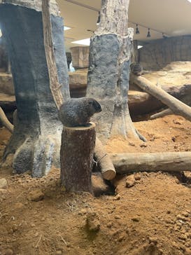 那須どうぶつ王国に投稿された画像（2025/6/5）