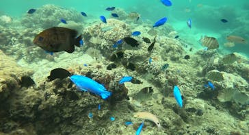 Divingshop Ryo（ダイビングショップリョウ）に投稿された画像（2025/6/5）