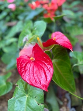 ナゴパイナップルパークに投稿された画像（2025/6/5）