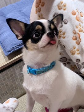 いぬカフェRio 池袋店に投稿された画像（2025/6/5）