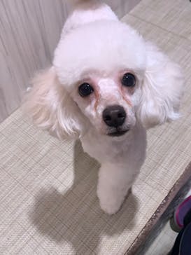 いぬカフェRio 池袋店に投稿された画像（2025/6/5）