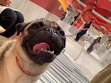 いぬカフェRio 池袋店に投稿された画像（2025/6/5）