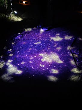 ニジゲンノモリに投稿された画像（2025/6/5）