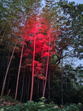 ニジゲンノモリに投稿された画像（2025/6/5）