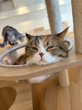 Cat Café MOFF 名古屋PARCO店に投稿された画像（2025/6/5）