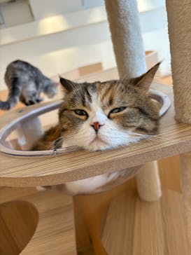 Cat Café MOFF 名古屋PARCO店に投稿された画像（2025/6/5）