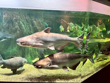 世界淡水魚園水族館　アクア・トトぎふに投稿された画像（2025/6/5）