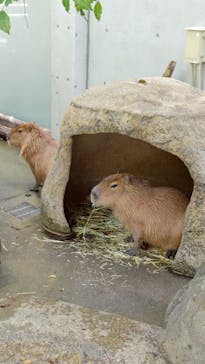世界淡水魚園水族館　アクア・トトぎふに投稿された画像（2025/6/5）