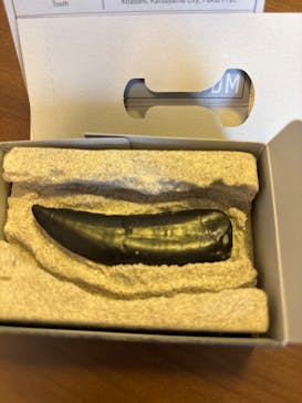 福井県立恐竜博物館に投稿された画像（2025/6/6）