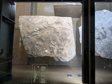 福井県立恐竜博物館に投稿された画像（2025/6/6）