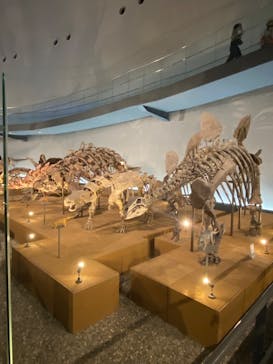 福井県立恐竜博物館に投稿された画像（2025/6/6）