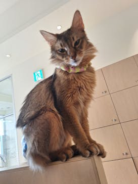 Cat Café MOFF 名古屋PARCO店に投稿された画像（2025/6/6）