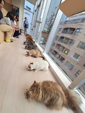 Cat Café MOFF 名古屋PARCO店に投稿された画像（2025/6/6）