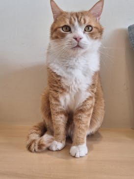 Cat Café MOFF 名古屋PARCO店に投稿された画像（2025/6/6）