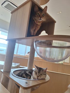 Cat Café MOFF 名古屋PARCO店に投稿された画像（2025/6/6）