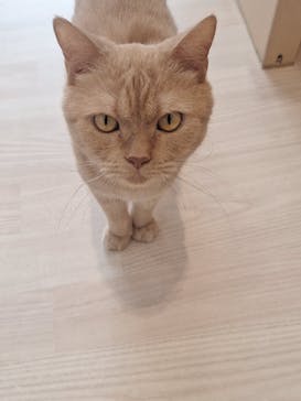 Cat Café MOFF 名古屋PARCO店に投稿された画像（2025/6/6）
