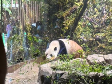 恩賜上野動物園に投稿された画像（2025/6/6）