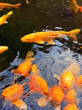 昇仙峡ロープウェイに投稿された画像（2025/6/6）