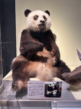 国立科学博物館に投稿された画像（2025/6/6）