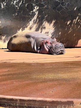 名古屋市東山動植物園に投稿された画像（2025/6/6）