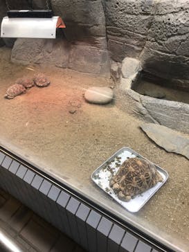 名古屋市東山動植物園に投稿された画像（2025/6/6）