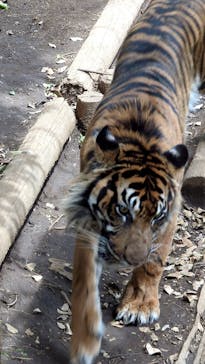 恩賜上野動物園に投稿された画像（2025/6/6）