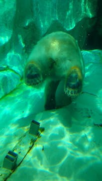 恩賜上野動物園に投稿された画像（2025/6/6）