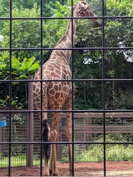 恩賜上野動物園に投稿された画像（2025/6/6）